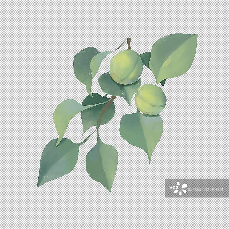 青梅酒图片素材