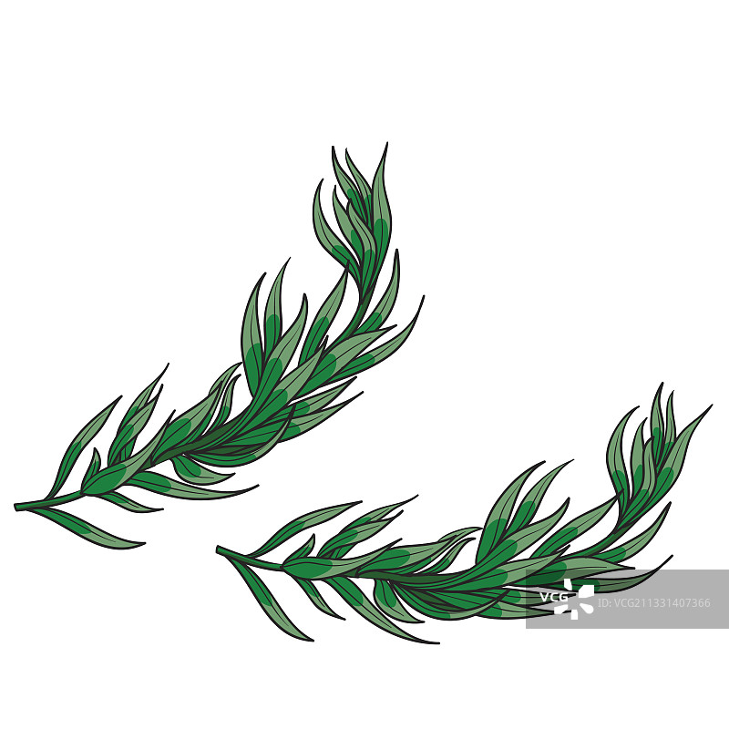 绿色迷迭香枝图片素材