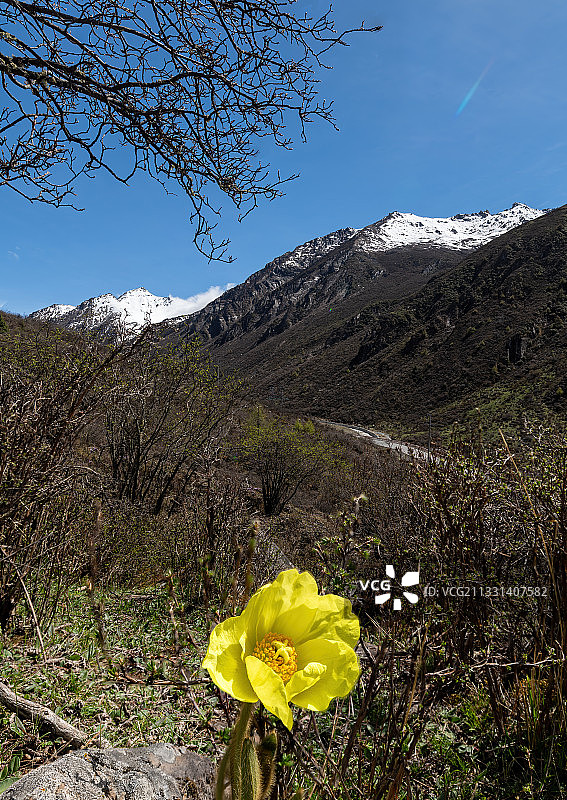 阿坝小金巴郎山绿绒蒿图片素材