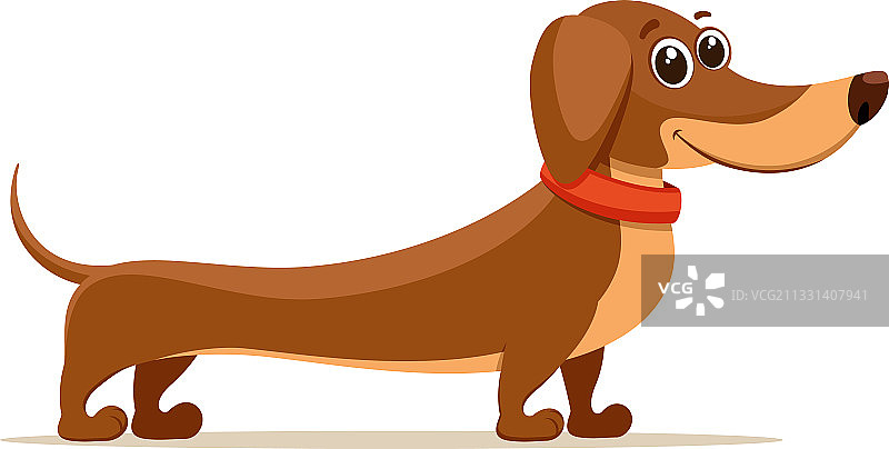 站立的棕色腊肠犬，带有项圈图片素材