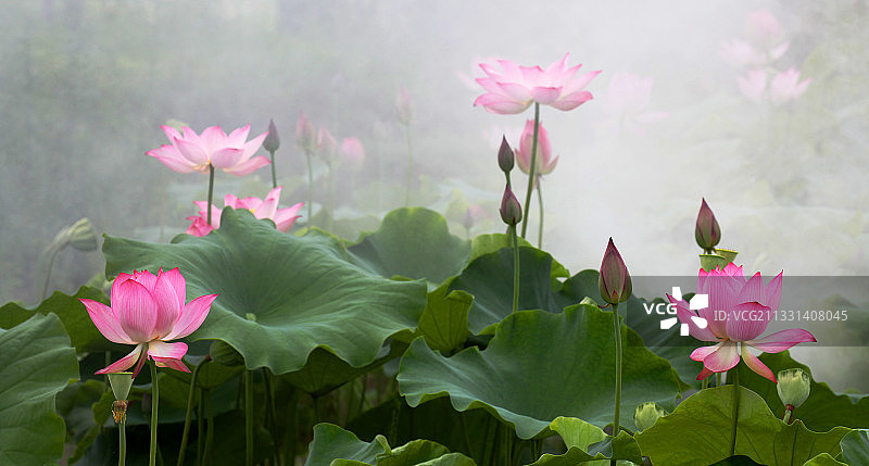 晨雾罩荷塘图片素材