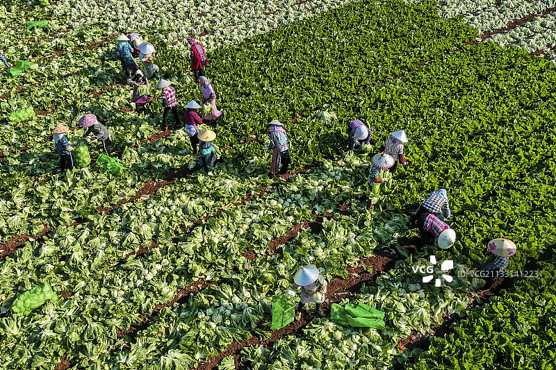 横县长淇村收菜忙4图片素材