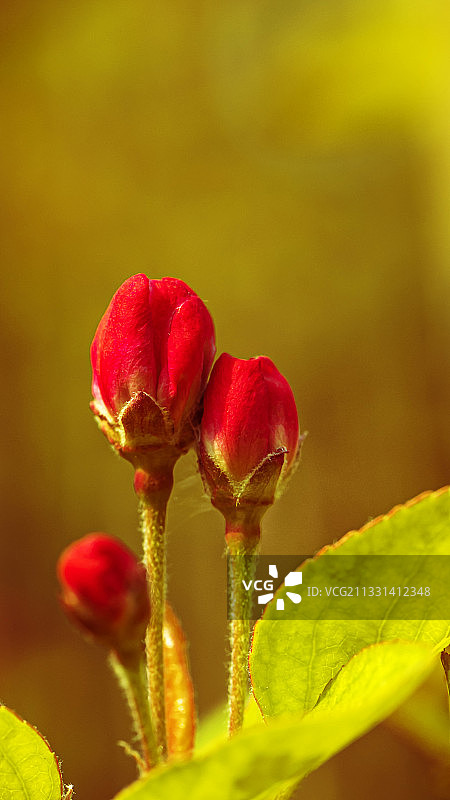 苞姐胞妹图片素材