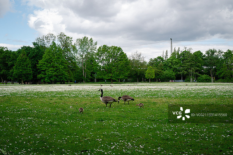 公园里散步的天鹅和天鹅宝宝图片素材