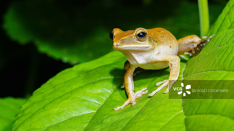 树蛙图片素材