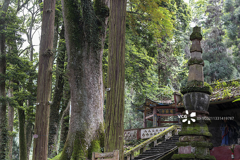 四川雅安云峰寺宗教文化旅游区古桢楠树图片素材