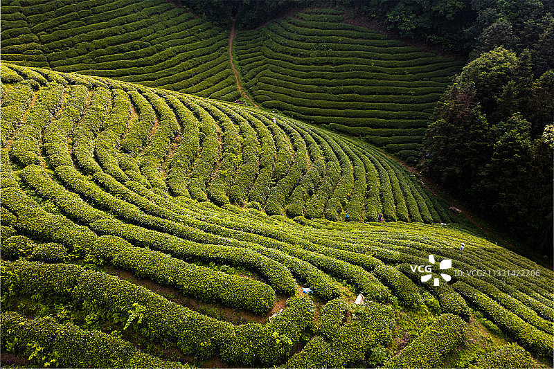 DJI_0390-HDR昭平县昭平镇南山茶海风光图片素材
