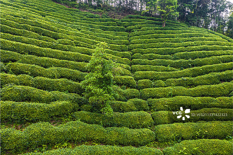 DJI_0307-HDR昭平县昭平镇南山茶海风光图片素材