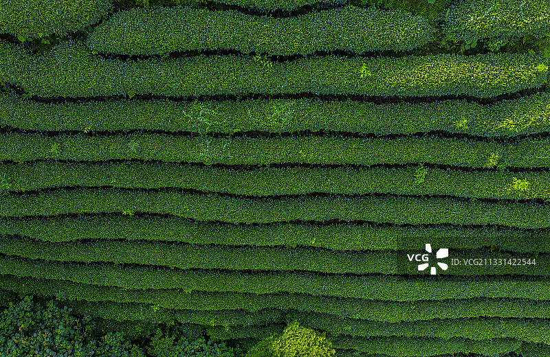 未标题-1昭平县昭平镇南山茶海风光图片素材