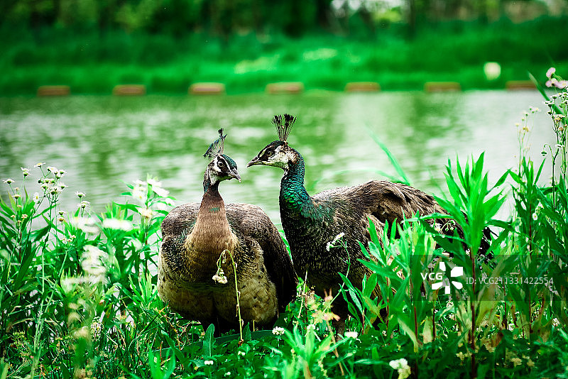 一对恋爱中的孔雀图片素材