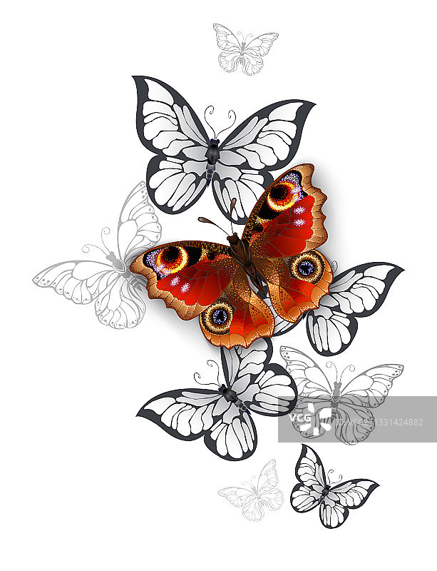 飞舞的孔雀蝴蝶图片素材