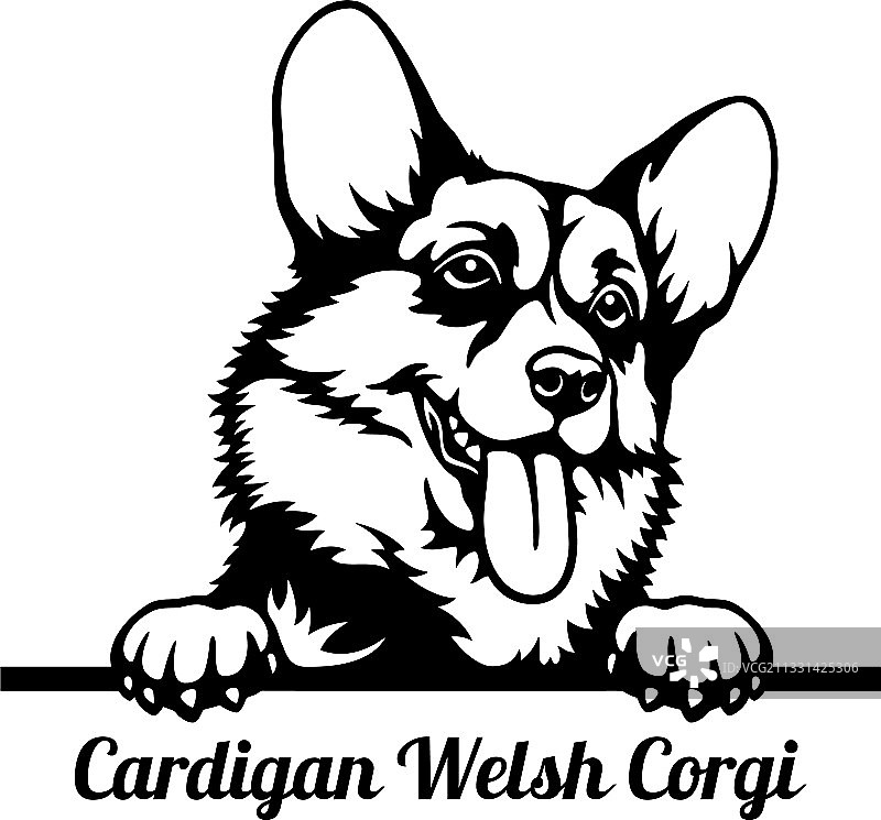 卡迪根威尔士柯基犬偷看狗头-头部孤立图片素材