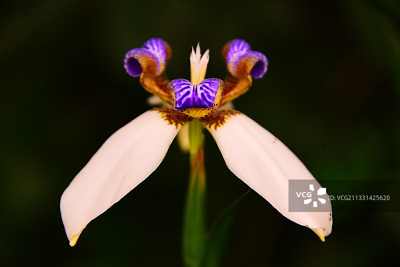 我喜欢蓝色，喜欢巴西鸢尾蓬勃浓郁的叶片和挺拨的花枝就像一片帆图片素材