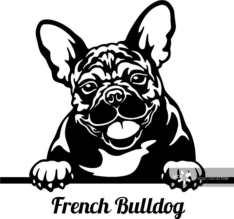 法国斗牛犬探头-头部隔离图片素材