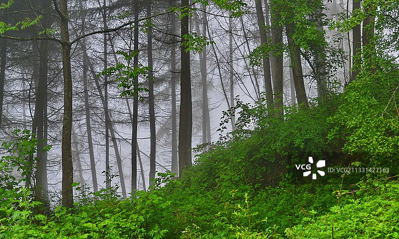 空山烟雨蒙蒙；成都周边热门避暑景区，卧龙熊猫坪图片素材