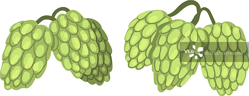 啤酒花锥植物在蛇麻草枝条上图片素材