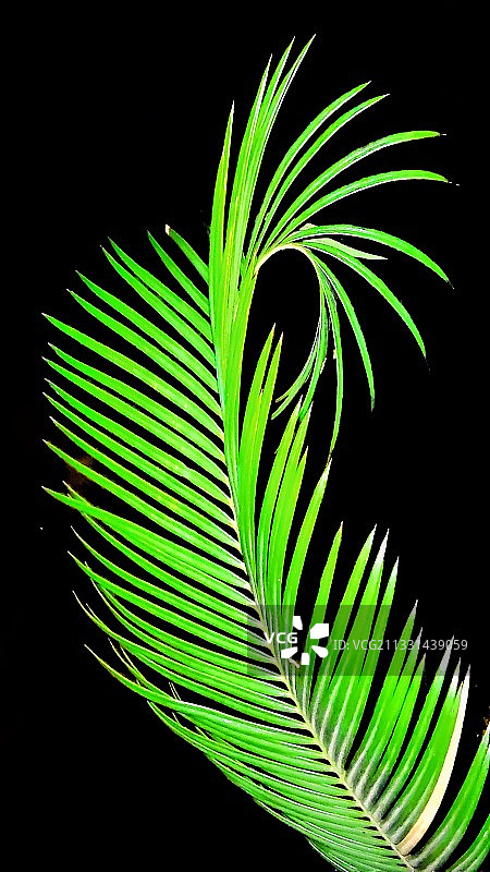 绿凤尾图片素材