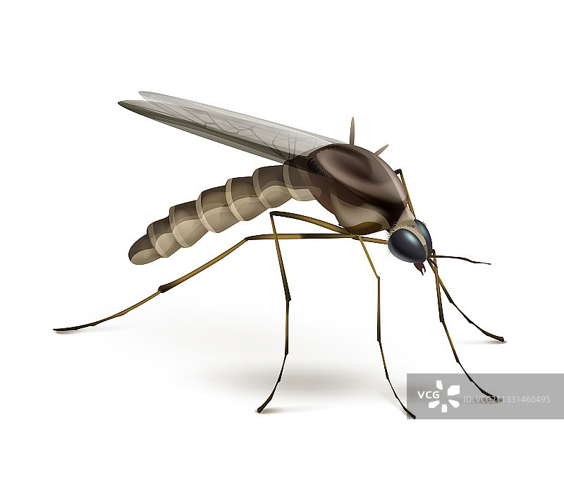 白色背景上的蚊子图片素材