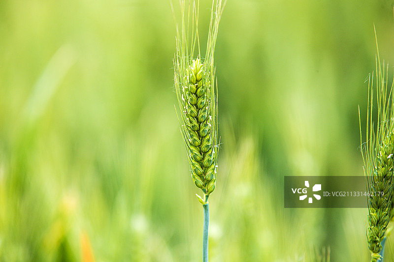 小麦  灌浆图片素材