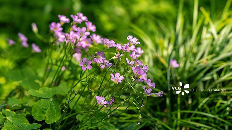 杭州植物园百草园图片素材