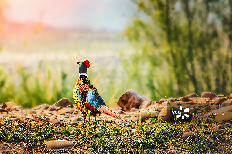 环颈稚鸡图片素材