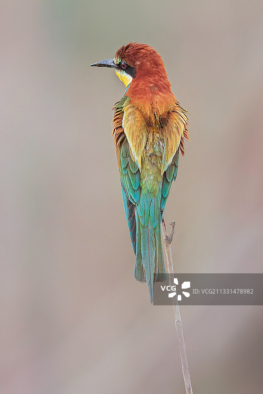 黄喉蜂虎图片素材