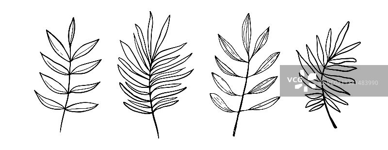 黑色手绘树叶和树枝花卉套装图片素材