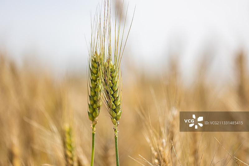蓝天白云下金黄色的小麦特写图片素材