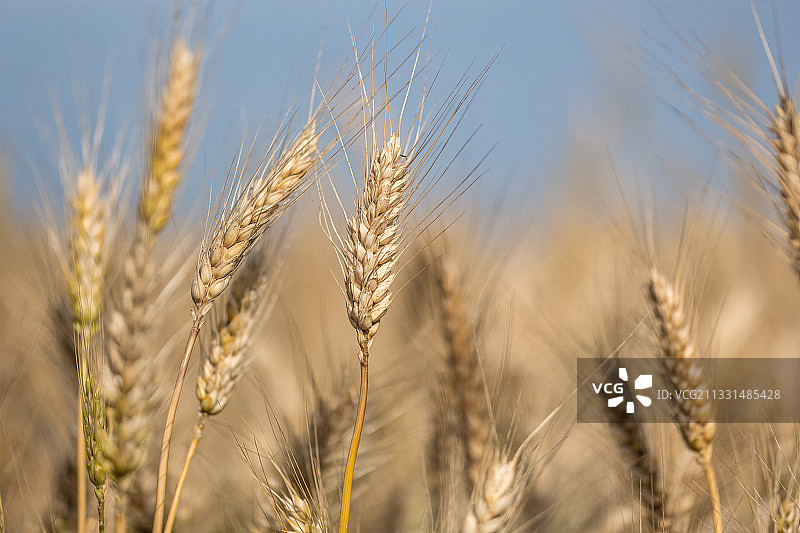 蓝天白云下金黄色的小麦特写图片素材