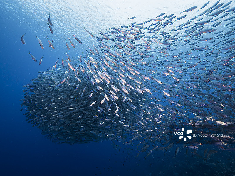 海水中咸水鱼游泳仰视角度图片素材