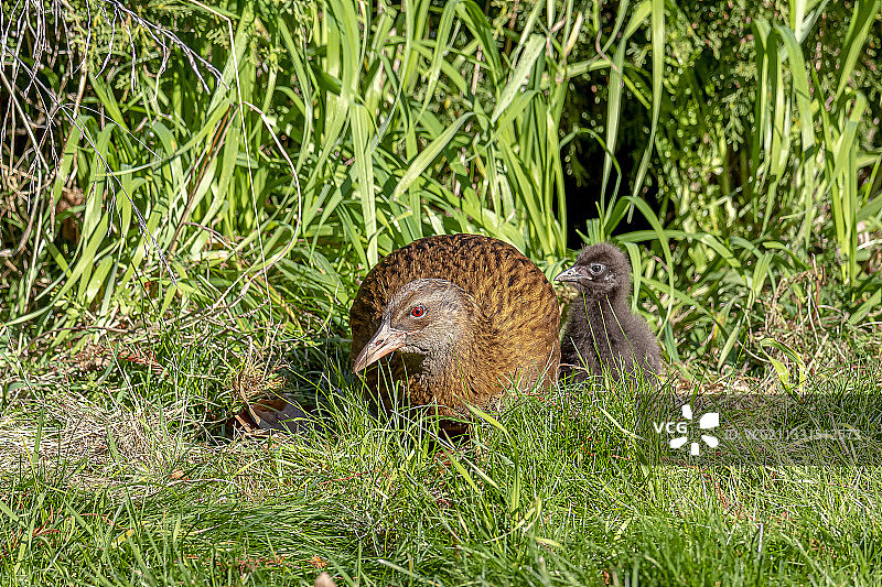 新西兰草地上的刺猬特写图片素材