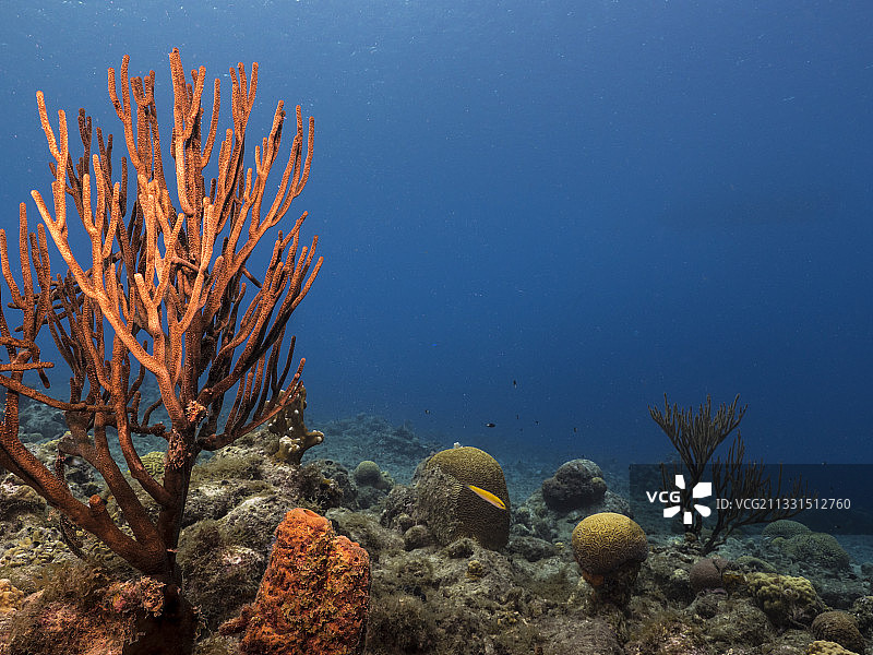 海中珊瑚的特写镜头图片素材