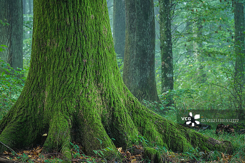 生长在森林中的树木图片素材