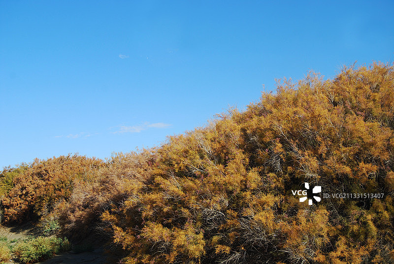 额济纳梭梭树林图片素材