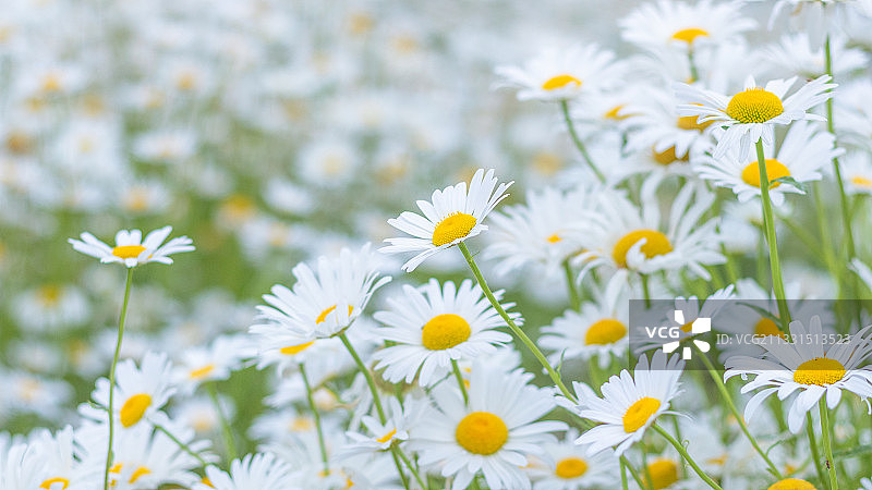 白色小雏菊图片素材