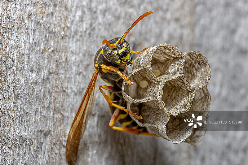木头上的昆虫特写，新西兰图片素材