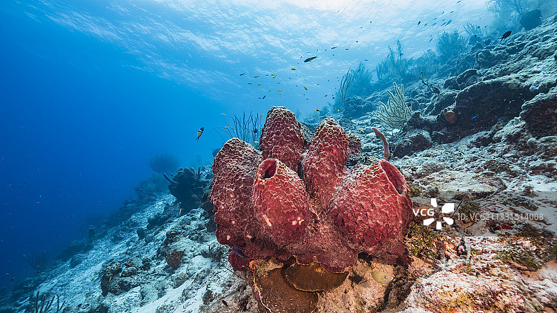 在水下浮潜的女人图片素材