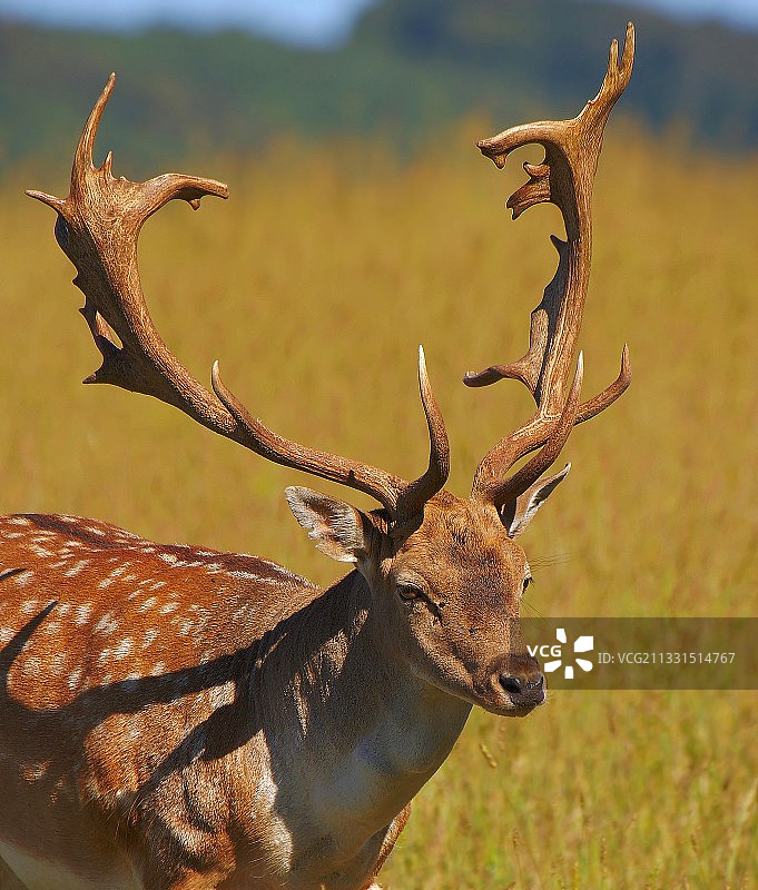 红鹿站在斯洛伐克田野特写图片素材