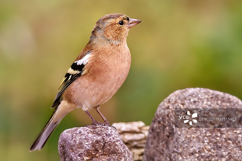 苍头燕雀栖息在木头上的特写图片素材