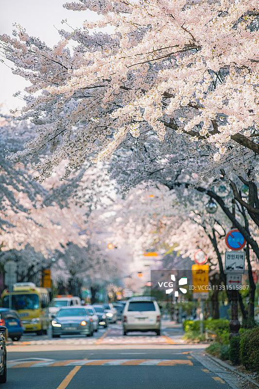 首尔的樱花节图片素材