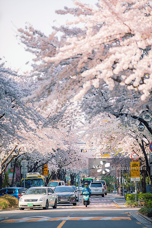 首尔的樱花节图片素材