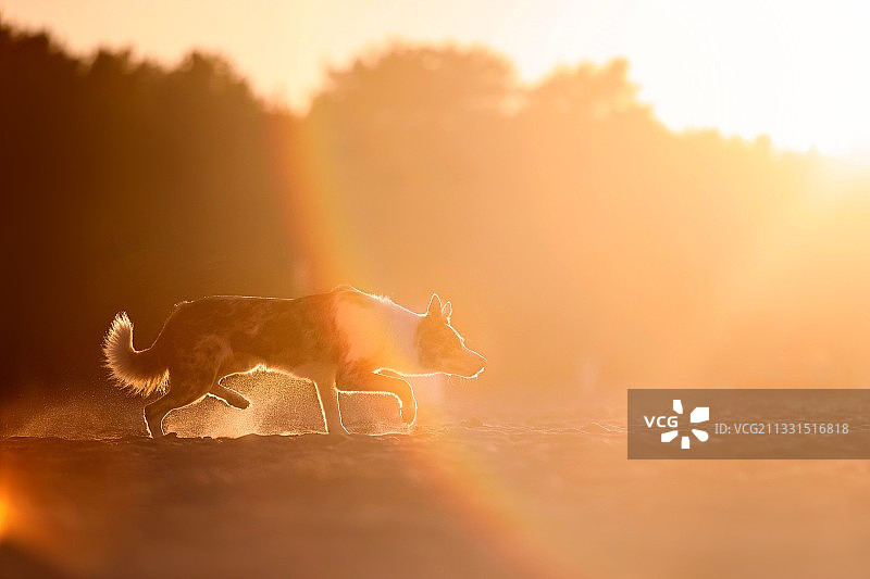 日落时分，站在田野上的狗的侧面照图片素材