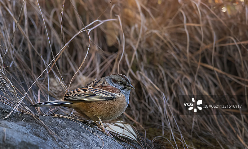 鸣禽苍头燕雀栖息在岩石上的特写图片素材