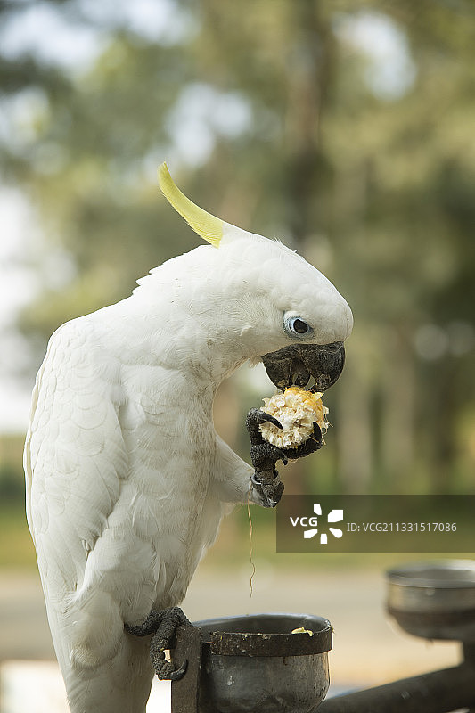 食用食物的葵花鹦鹉特写图片素材