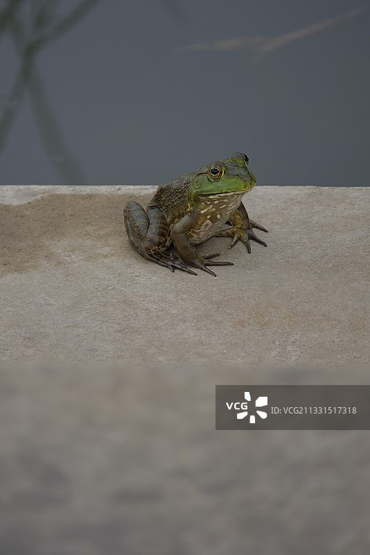 牛蛙在挡土墙上的特写，美国伊利诺伊州惠顿图片素材