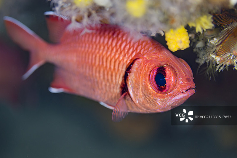 南非翁科马斯海中花鲈鱼近景图片素材