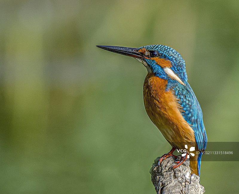 栖息在树枝上的翠鸟特写，位于希腊图片素材