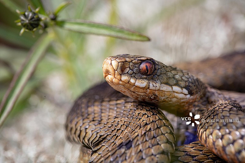 丹麦霍姆斯兰克利特维耶的蛇特写图片素材