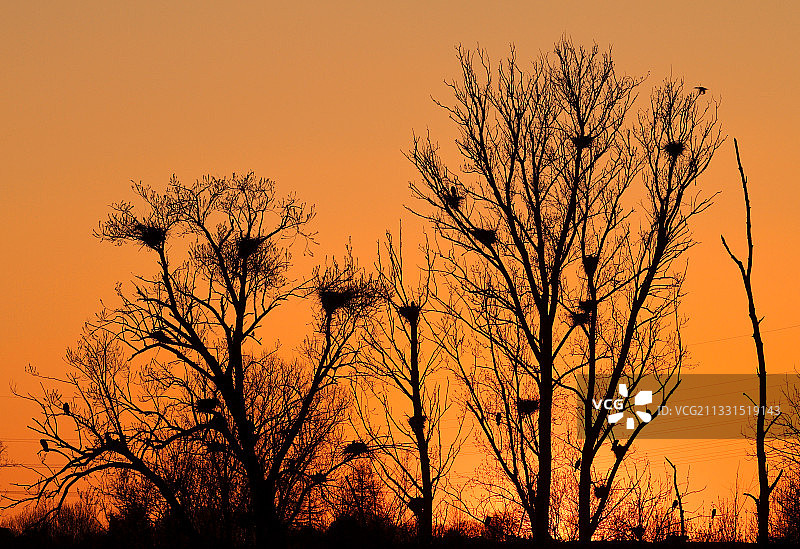 德国内卡河畔弗莱贝格的树木剪影与橙色天空图片素材