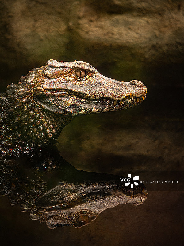 动物园里的鳄鱼特写，意大利拉斯佩齐亚图片素材